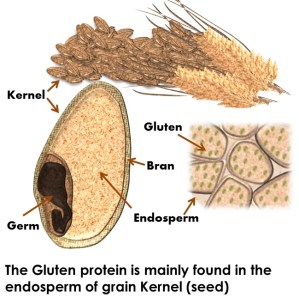 the-gluten-protein-is-mainly-found-in-the-endosperm-of-grain-kernel-seed